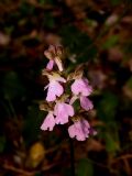 Orchis cazorlensis